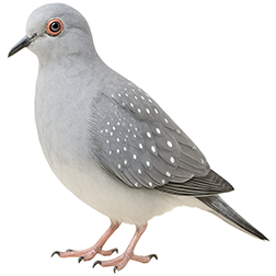 Diamond Dove